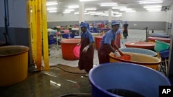 FILE - In this Monday, Nov. 9, 2015 file photo, workers react during a raid on a shrimp shed conducted by Thailand's Department of Special Investigation in Samut Sakhon, Thailand. 