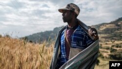 Zeleke Alabachew, agriculteur et milicien, pose sur ses terres près du village de Tekeldengy, au nord-ouest de Gondar, en Éthiopie, le 8 novembre 2020.