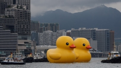 Giant Yellow Ducks Return to Hong Kong, Bring Happiness