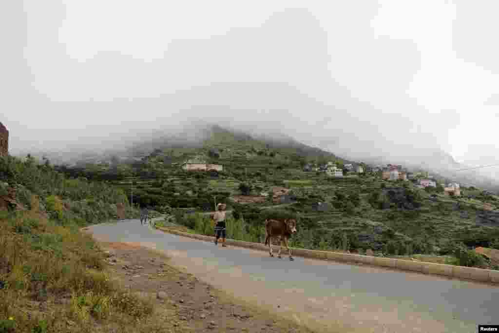 A man walks with a cow near a village partially covered by fog in the mountainous district of Haraz, around 90 kilometers southwest of Sana&#39;a, Yemen.