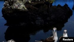 Las islas Galápagos, con su diversidad biológica, es una de las áreas protegidas por el Memorando de Entendimiento sobre el Corredor Marino Tropical del Este del Pacífico. Foto en la isla Isabela tomada en 2016.