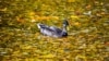 A duck swims in a pond during an autumn day in the town of Chekhov, some 70 km outside Moscow, Russia.