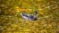 A duck swims in a pond during an autumn day in the town of Chekhov, some 70 km outside Moscow, Russia.