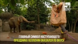 Хеллоуин для бегемота