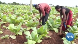 Malawi Looks to Cannabis to Supplement Lost Tobacco Earnings