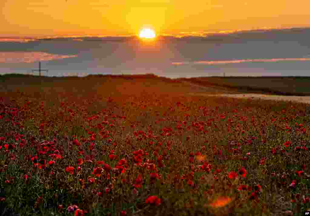 Poppy flowers are in full blossom on a field on the outskirts of Frankfurt, Germany, as the sun rises early morning.