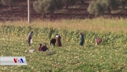 Jinên Efrînî bi Çandinî Dabara Xwe Dikin