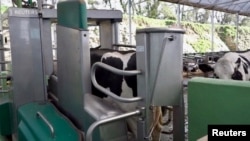 Dairy cows wear 5G smart collars that allow them to be milked by a robotic milking machine at a farm in Shepton Mallet, Somerset, England, in this still from video obtained April 11, 2019. REUTERS/Reuters TV