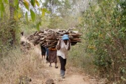 FILE -Women walk out of the forest carrying wood to use for cooking, in Tsavo East, in Kenya, June 20, 2014.