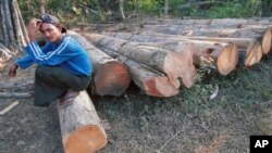 Jan. 15, 2001 file photo, a Myanmar logger sits on a pile of timber which is waiting to be cut, in the jungles of central Myanmar. There has been a sharp decline in timber illegally imported into China from Myanmar, but smugglers are stil