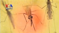 Research Continues into Drug-Resistant Malaria