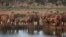 Elephants gather at dusk to drink at a watering hole in Tsavo East National Park, Kenya, March 25, 2012.