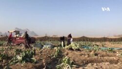 په کندهار کې کروندګر د ګلپیو له سږني مارکېټ څخه خوښ دي
