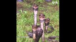 “中国第一蛇村”因新冠受重创 居民盼恢复昔日辉煌