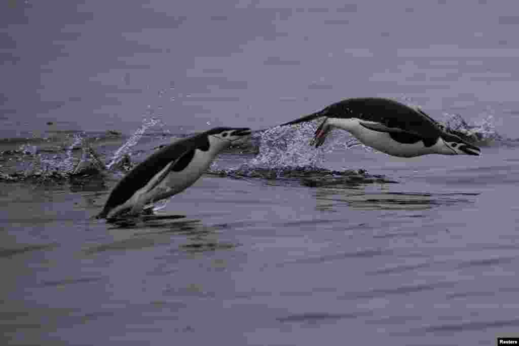 Two chinstrap penguins swim near Two Hummock Island, Antarctica.