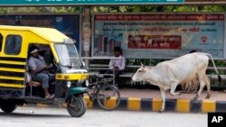 Seekor sapi liar berjalan di jalanan Allahabad, India, Senin 29/5 (foto: ilustrasi).