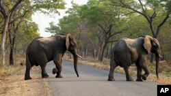 FILE -- Elephants cross a road in the Hwange National Park, Zimbabwe, Oct. 1, 2015. Zimbabwe’s wildlife agency said Jan. 5, 2017, it sold 35 elephants to China to ease overpopulation and raise funds for conservation, amid criticism from animal welfare activists that such sales are unethical.