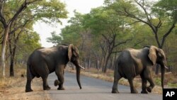 津巴布韋野生動物公園內的大象 - 資料照片