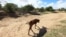 FILE - Impoverished cattle walk along a dried up river bed in the village of Chivi, Zimbabwe, Jan. 29, 2016, Zimbabwean president Robert Mugabe declared a state of disaster to deal with a drought afflicting the region.