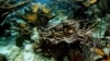 Report: Slime Could Eradicate Caribbean Coral in Two Decades