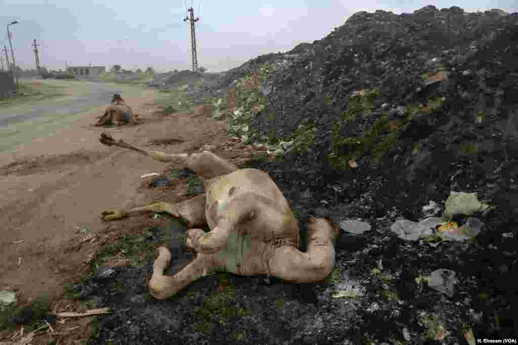 A dead camel on the side of the road leading to the market. Some animals succumb after the arduous journey. 