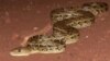 Snakes Hunt in Groups, Study Suggests