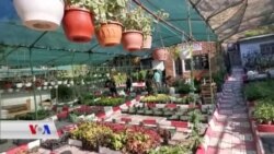 Karê Kulîlkfiroşên li Enqerê di Dema Pandemîyê de Baştir Bûye