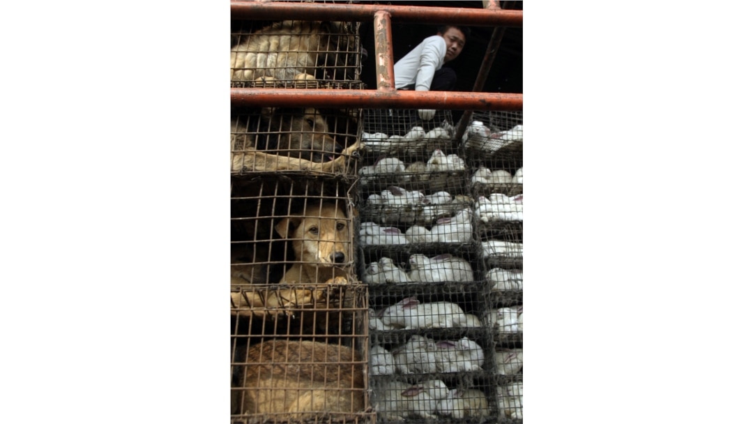 Exposé: Suffering and Disease in Asian Live-Animal Markets