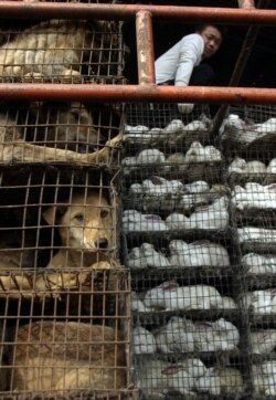 FILE - A Chinese man looks over cages of dogs and rabbits at a live-animal market in Guangzhou, Southern China, Jan 6, 2004.