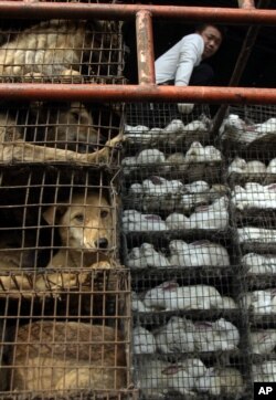 FILE - A Chinese man looks over cages of dogs and rabbits at a live-animal market in Guangzhou, Southern China, Jan 6, 2004.
