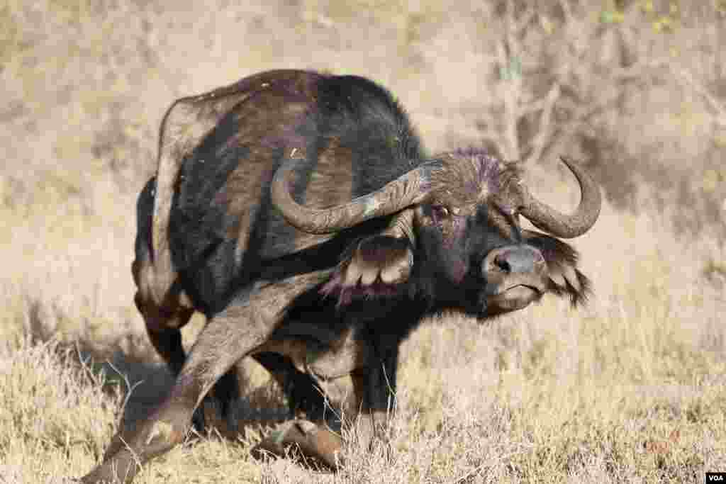 A buffalo attempts to charge but collapses due to drought-related weakness in Mugie Conservancy, Laikipia, Kenya, March 17, 2017. (Jill Craig/VOA)