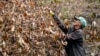 El productor de café Joao Rodrigues Martins inspecciona su plantación, consumida por incendios forestales, en un área rural de Caconde, estado de Sao Paulo, Brasil, el miércoles 18 de septiembre de 2024.