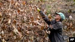 El productor de café Joao Rodrigues Martins inspecciona su plantación, consumida por incendios forestales, en un área rural de Caconde, estado de Sao Paulo, Brasil, el miércoles 18 de septiembre de 2024.