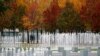 Autumnal trees are pictured near the Chancellery, in Berlin, Germany.