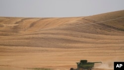 A combine harvests wheat, Aug. 5, 2021, near Pullman, Wash. Farmers worldwide are weighing whether to change their planting patterns and grow more wheat this spring.