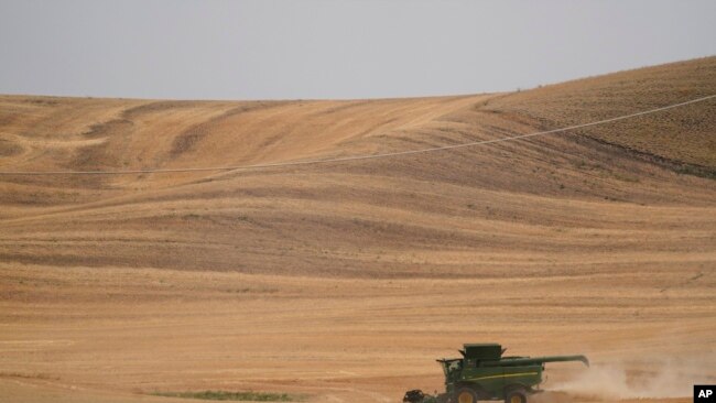A combine harvests wheat, Aug. 5, 2021, near Pullman, Wash. Farmers worldwide are weighing whether to change their planting patterns and grow more wheat this spring.