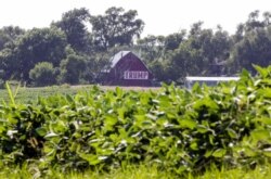 FILE - A field of soybeans is seen in front of a barn carrying a large Trump sign in rural Ashland, Neb., July 24, 2018. President Donald Trump's enthusiasm for tariffs has upended decades of Republican trade policy that favored free trade.