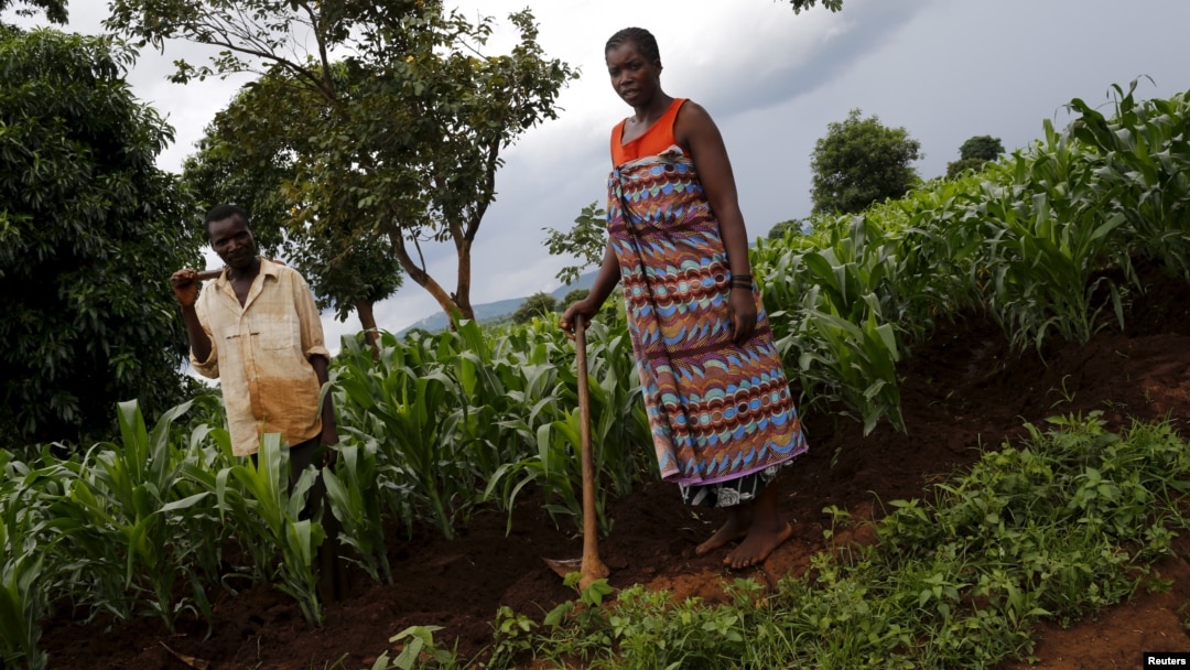 Petani Malawi bekerja di ladangnya di Dowa dekat ibukota Malawi, Lilongwe (foto: dok). 