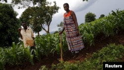 Petani Malawi bekerja di ladangnya di Dowa dekat ibukota Malawi, Lilongwe (foto: dok). 