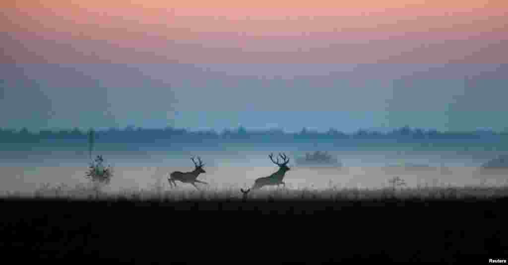 Male deer run in a field in Republican landscape reserve &quot;Naliboksky&quot; near the village of Kozliki, Belarus.