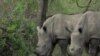 South African Conservationists Use Poison to Save Rhinos