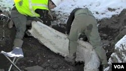 Los científicos de Colorado has rescatado más de 600 huesos provenientes de la Edad de Hielo.