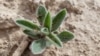 Unwanted Plants Threaten Crops in North-Central US