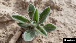 FILE - Kochia is seen in a sugar beet field near Nampa, Idaho, U.S., May 24, 2018 . (Clarke Alder/ Amalgamated Sugar Company/Handout via REUTERS)