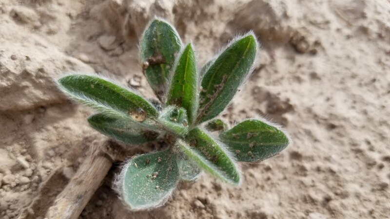 Unwanted Plants Threaten Crops in North-Central US