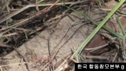 한국군과 유엔사의 사건 현장 합동조사 중 발견된 북한의 수지 반보병 지뢰. (출처: 한국 합참)