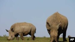 แรดอาฟริกาใต้เผชิญความเสี่ยงจะถูกฆ่าตัดนอเพิ่มขึ้นหลังเจ้าหน้าที่อุทยานฯประท้วงหยุดงาน