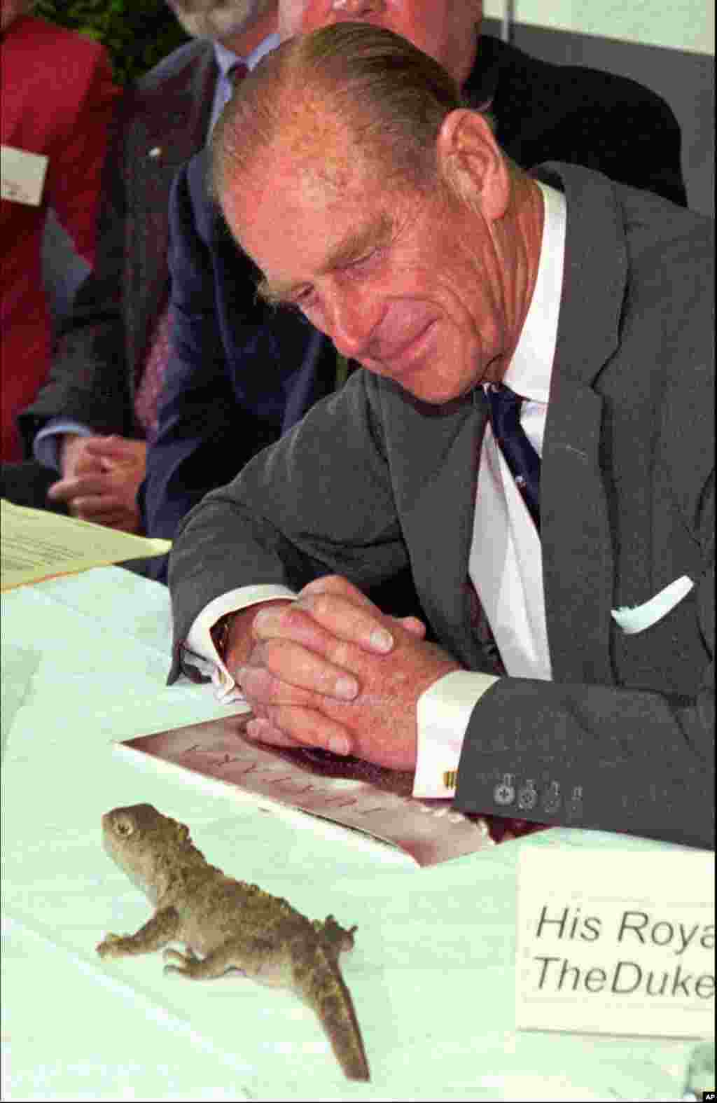 The Duke of Edinburgh Prince Phillip meets a Tuatara, a unique New Zealand reptile, face to face at a WWF meeting in Wellington, Jan. 3, 1995.