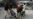 Suicide Bombing Kills 5 in E. Pakistan