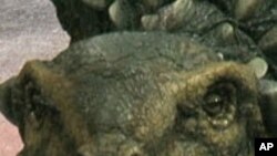 Lifesize Dinosaurs Part of $20 Million Theatrical Show